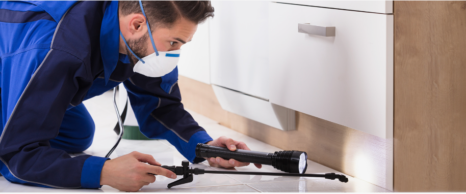 Desert Hot Springs pest xpert removal